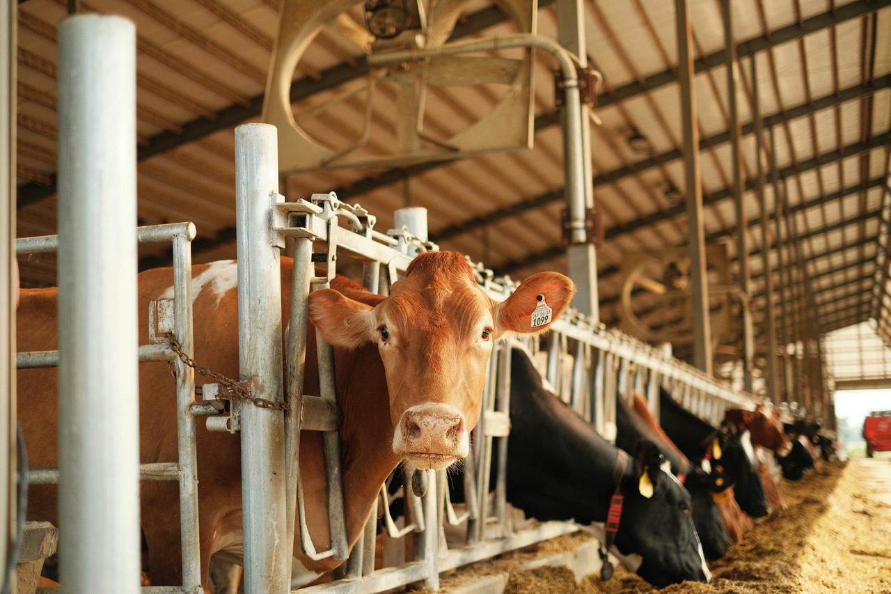 Dairy Production & Livestock Care